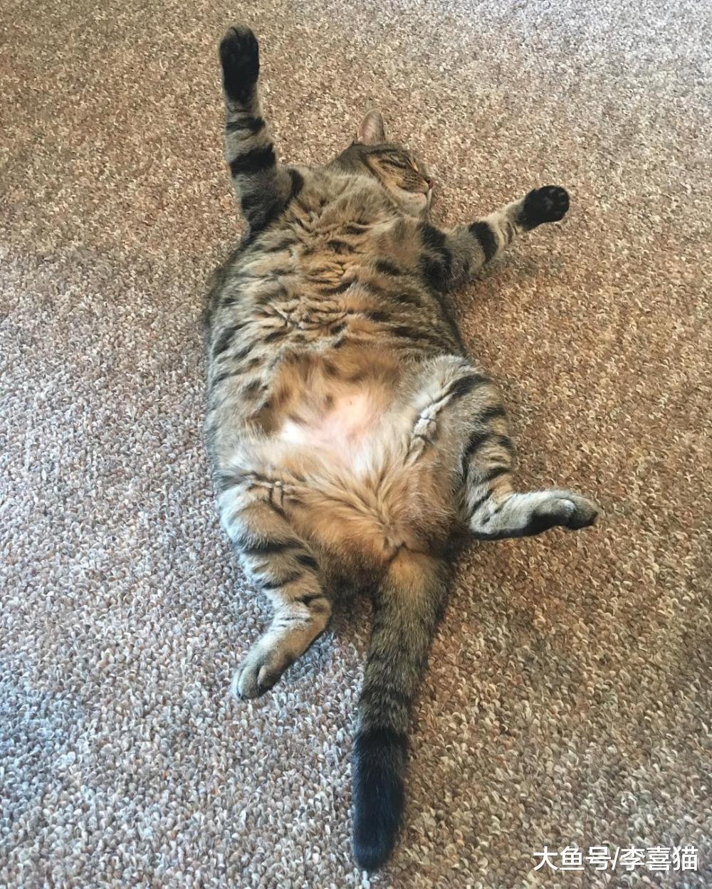 想让猫咪不祸害地毯, 铲屎官就要给猫咪提供更多可以选择的目标!