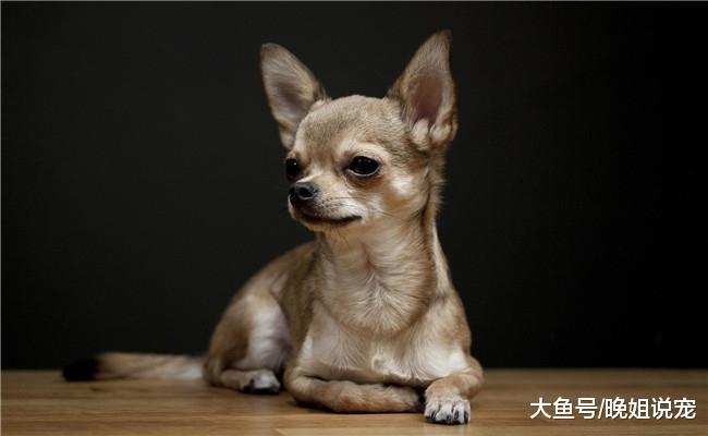 5种体味特别小的狗狗, 吉娃娃在内, 第二种国内不太常见