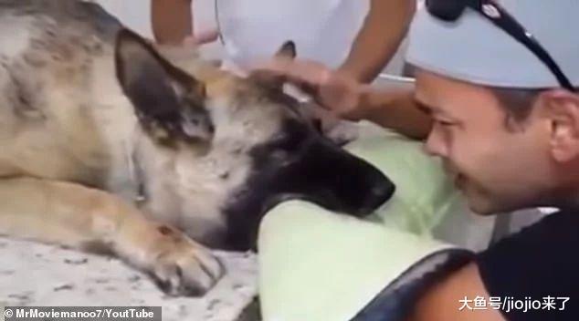警犬患上不治之症, 年轻警察选择这样的方式陪它走完最后一程……