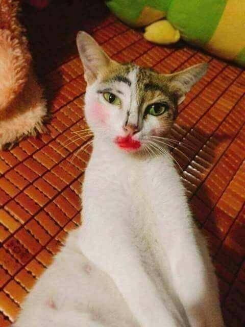 宠物易容术, 你是猴子派来的逗比吗?