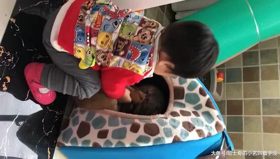 这么多的玩具不玩, 非得去玩抢猫咪的垫子, 一人一猫就在这里较劲