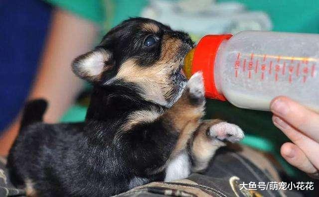 没养过狗的人要怎么起步? 新手养狗大全, 学不会是我的错!