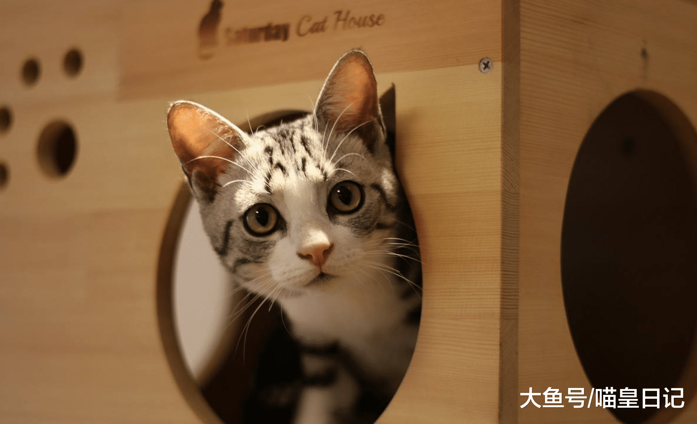 作为一名铲屎官, 和大家分享一下我平时都是如何打扫家中卫生的?