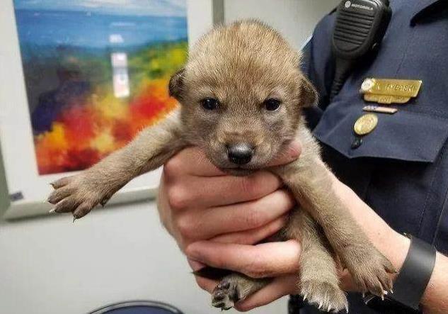 网友捡到小狗送到警局, 警察看后很惊讶: 这不是狗