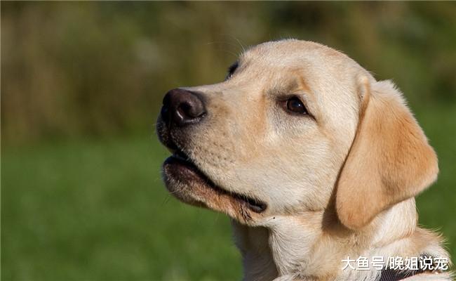 狗狗是怎么认出主人和陌生人的? 方法有3个, 看完涨知识了