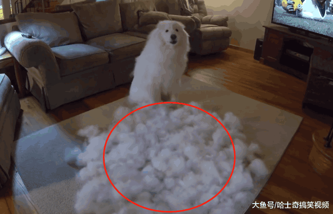 男子养了只大白狗, 让他头疼的却是“狗毛”: 养的是羊吧!