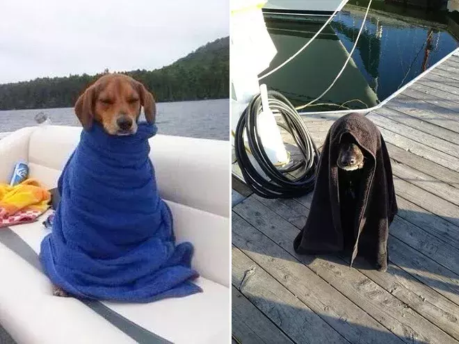 包裹得严严实实的可爱狗狗们