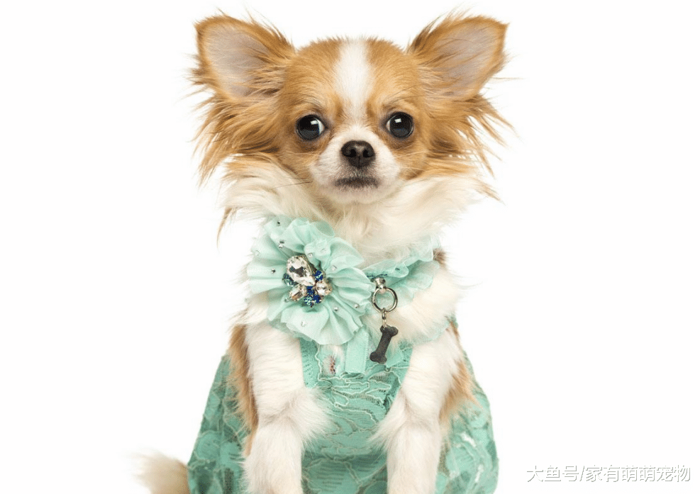 狗狗若有这5种表现, 说明它能听懂你说话, 你注意到了么?