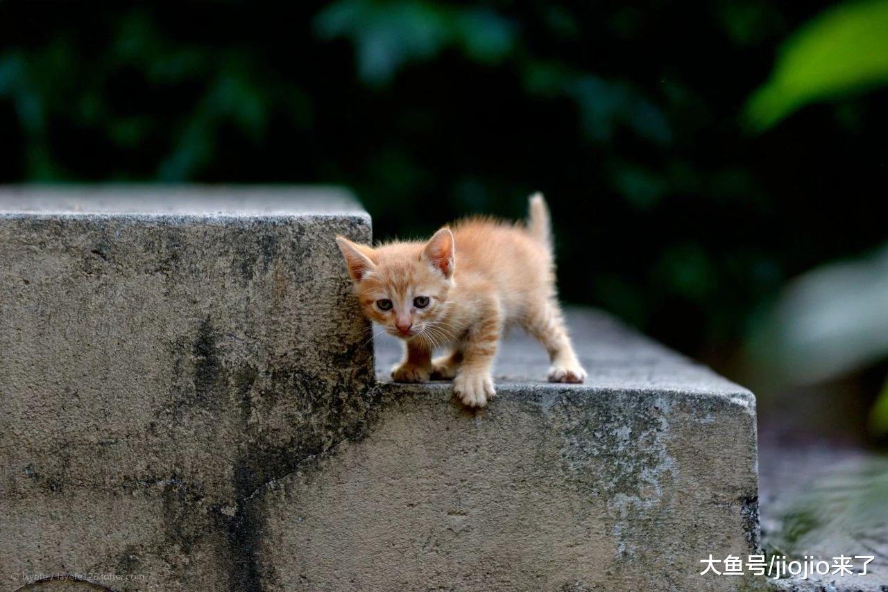 想救助一只流浪猫? 别急, 这些事要先知道