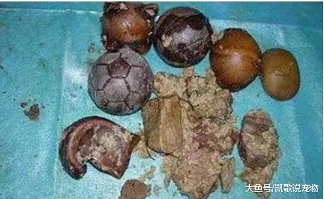 小金毛咬坏主人收藏品, 被主人拉去思想教育, 随后表现笑喷人