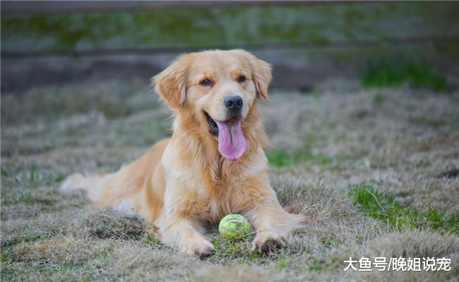 养狗后你生活和想象的不一样, 会发生5种变化, 你别不信