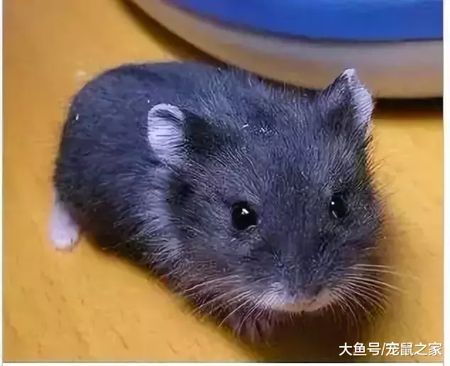 一文带你走进仓鼠世界: 仓鼠种类之坎贝尔仓鼠