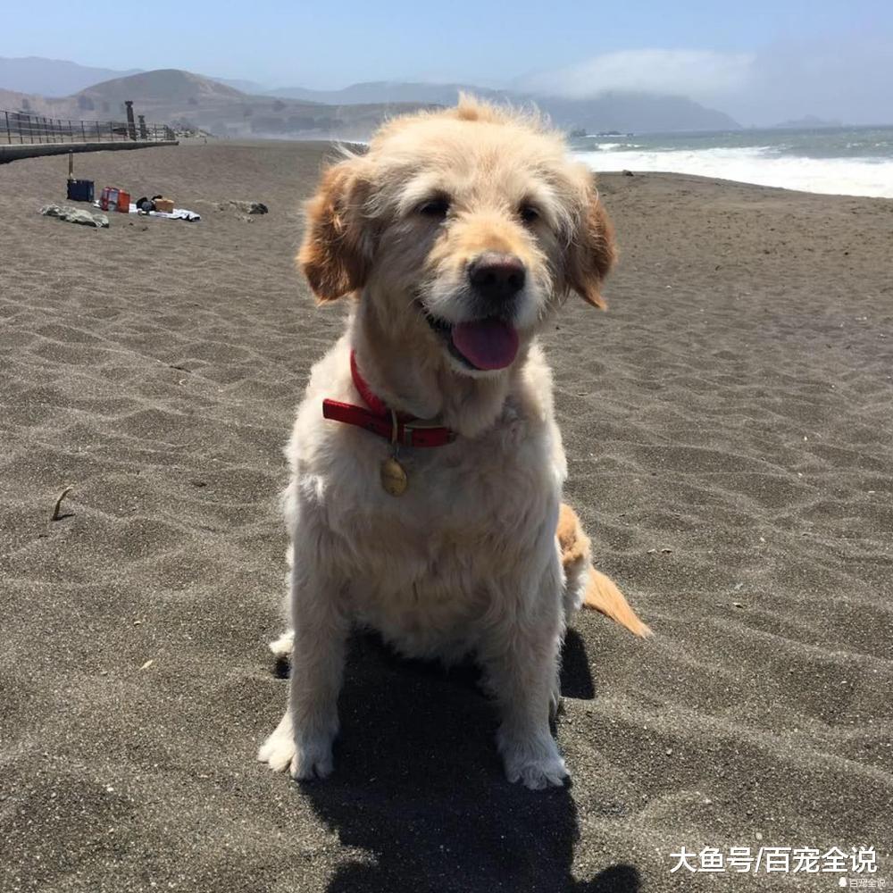 金毛相伴主人8年误服老鼠药身亡, 疑似邻居对其不满狠下毒手