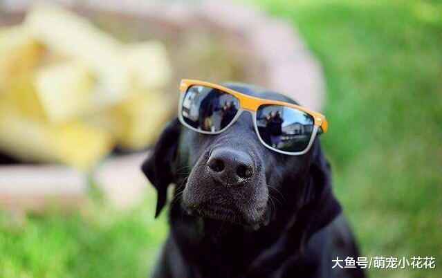 养狗千万别养拉布拉多犬, 它会毁掉你的生活, 曝光它的罪行!