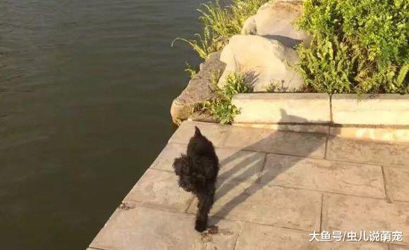 女孩了一只泰迪, 短短的五个月就走了, 女孩: 宁愿没养过!