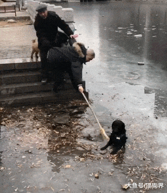 冰面破裂, 狗子不慎落入水中, 主人: 傻狗, 不知道冰还没冻瓷实吗