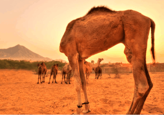 惊悚事件? 外国网友野外遇无头骆驼, 不仅能活着还能瞎溜达?