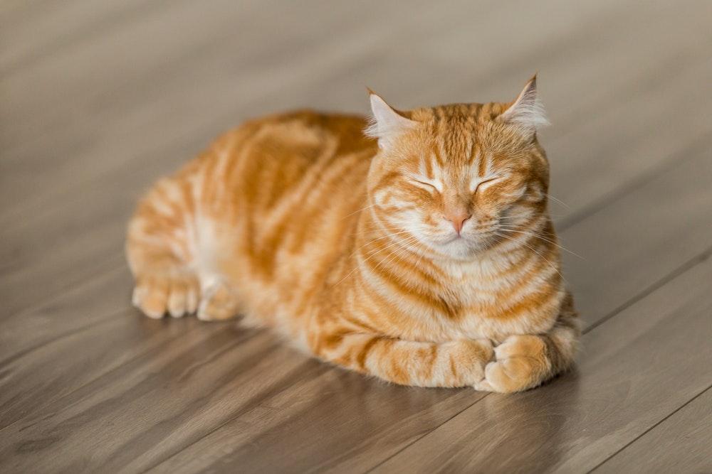 养猫的10个好处, 用数据说服你, 让你心甘情愿成为猫奴