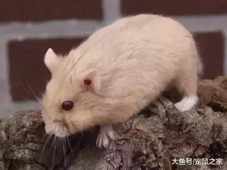 一文带你走进仓鼠世界: 仓鼠种类之坎贝尔仓鼠