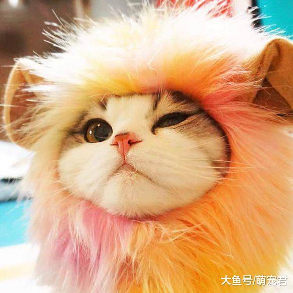 主人学猫叫想获得主子青睐, 猫咪不理不睬, 你家喵星人是这样吗?