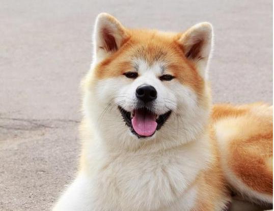 秋田犬价格昂贵的, 5个原因, 难怪都养泰迪犬!