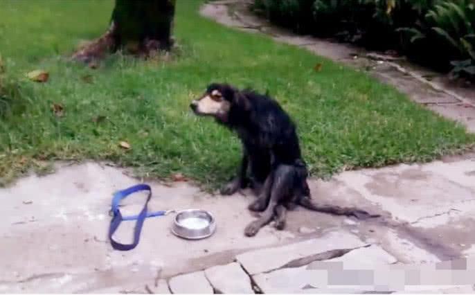 女子给流浪狗投食, 发现它只闻却没有吃, 蹲下一细看怒火中烧!