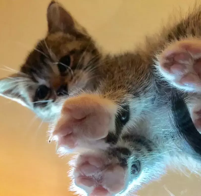 坐在玻璃上的猫咪们, 看完心情都好了