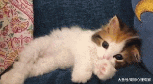 主人逗弄小奶猫, 不小心惹怒它, 奶凶的样子看得心都化了