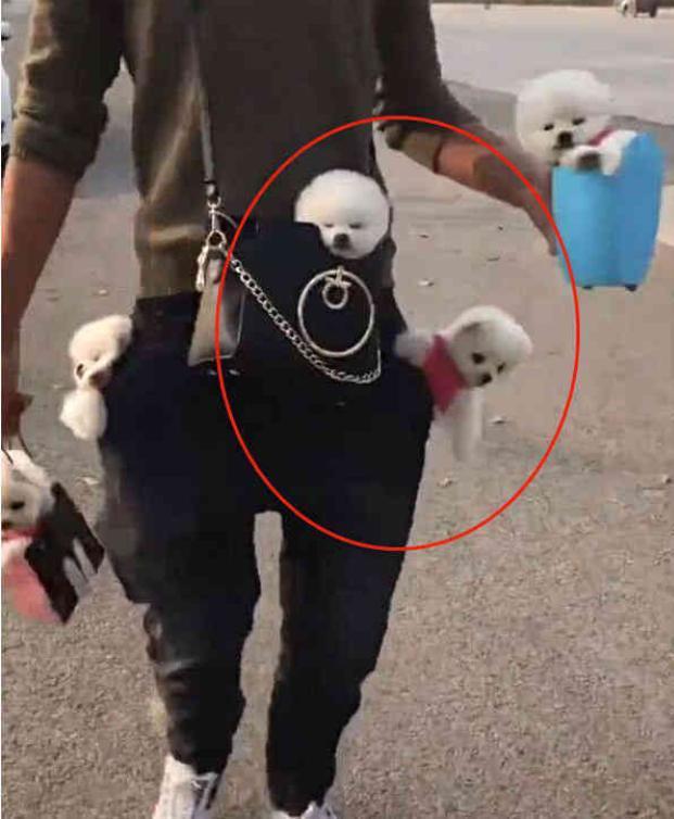 男子带了五只茶杯犬上街, 满身全是狗, 网友: 想偷!