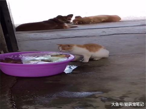 狗狗一边看家, 还要监视想偷鱼的猫咪, 网友: 全网最顾家的田园犬