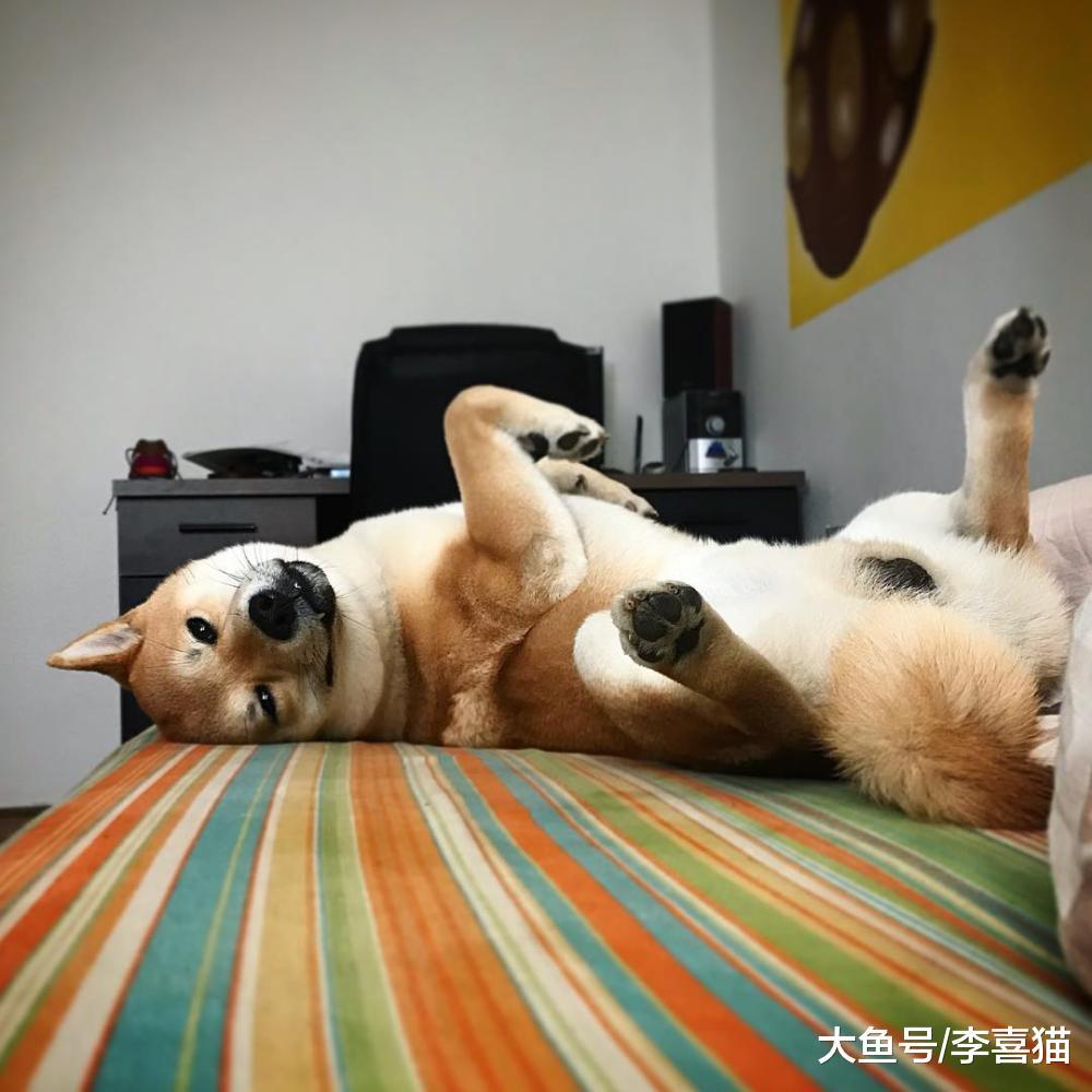 跟狗狗玩玩捉迷藏既能促进感情又能开发汪星人智力, 何乐而不为!