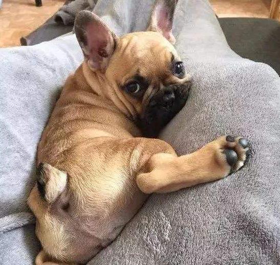 狗狗肛门腺要怎么挤? 多久挤一次?