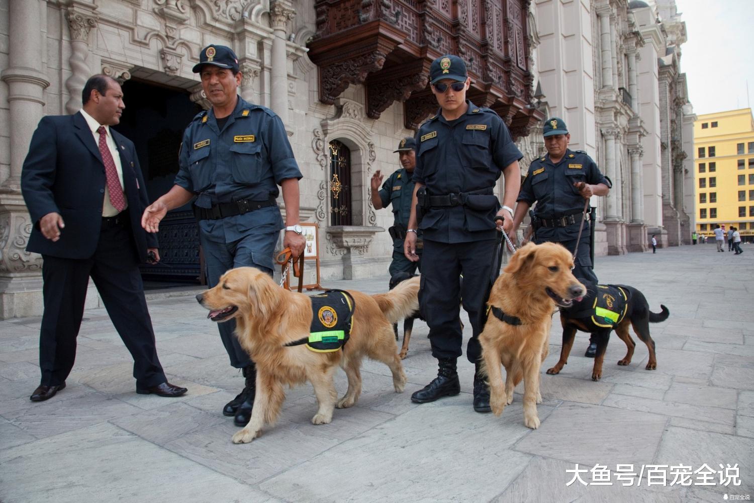吉娃娃和泰迪都能当警犬? 盘点10种最常见的警犬, 你家狗上榜没