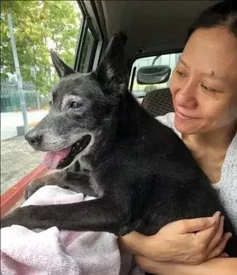 20岁老狗安乐死前, 突然起身大口吃饭...“我想活下去”