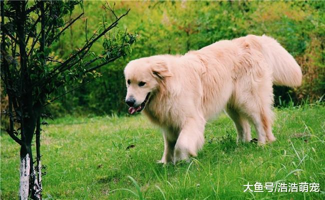 养狗久了, 会有5种“走火入魔”的表现, 你中了吗?