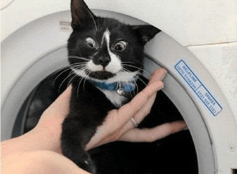主人无意间把猫咪当衣服给洗了, 等到发现时, 猫咪的样子太喜感了