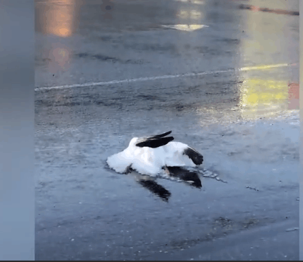 突发！3死1伤！福州一男持刀捅邻居！嫌犯到案