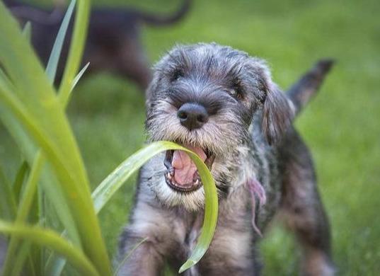 养狗, 劝你不要养“雪纳瑞”, 原因有5个!