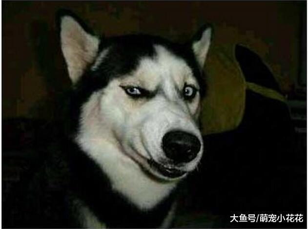 如果你想养狗, 那么劝你最好别碰“哈士奇”!