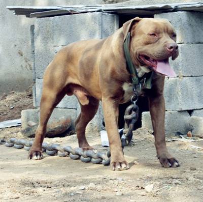 美女养了一只巨型比特, 得知养狗的目的, 网友咋舌: 真敢这么做呀