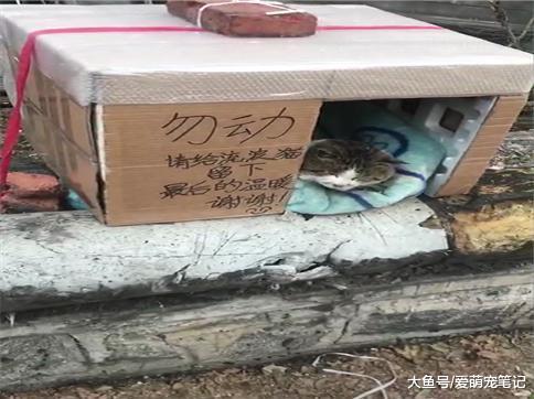 网友给流浪猫准备的猫窝, 经常被拾荒的捡走, 为此她想出了这一招