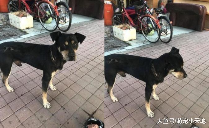 看工地却被棍打绑电线丢弃, 忠心小黑狗仍跑回原地痴等工人