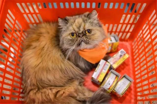 店主年薪十万聘请吃货猫, 百只猫咪竞争试吃官, 工作只是吃吃吃!