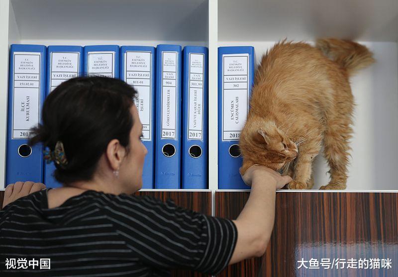 野猫和流浪猫有什么区别