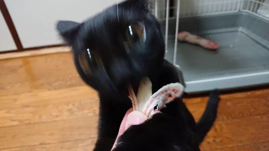 在这个卖萌为王的时代, 这些猫咪的丑照却独领风骚