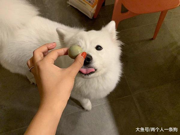 外婆买的土鸡蛋不小心被打破, 萨摩耶软糖开心到起飞, 妈妈: 蒸了