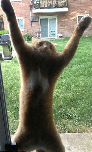 宠物GIF图: 喵星人不同寻常的进食方式!