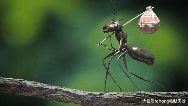 世界上性格最烈的蚂蚁, 有危险时就会自爆, 用毒液和敌人同归于尽
