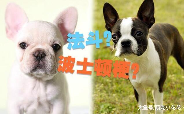 如何区分法国斗牛犬与波士顿梗, 很简单看这5点就行!