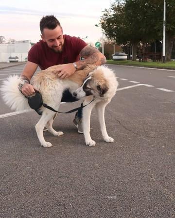 叙利亚小狗在战乱中幸存, 飞越3000KM寻主, 时隔七月重逢让人流泪